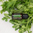 Cilantro Óleo Essencial  Coriandrum sativum (Coentro)