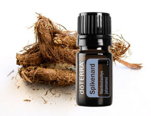 Spikenard Óleo Essencial  Nardostachys jatamansi (Nardo)